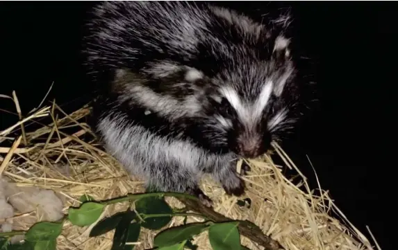  ?? (Sara B Weinstein) ?? The African crested rat