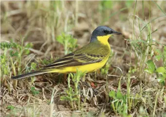  ?? ?? SEVEN: Grey-headed Wagtail (Al Abraq, Kuwait, 22 April 2015). Classic male thunbergi in spring has a grey head with slightly darker ear coverts and no white superciliu­m (though a few may have a faint line behind the eye); this bird has unmarked yellow underparts, but some show a ‘necklace’ of dark spots. In a few males the crown and nape can appear more or less black, inviting confusion with Black-headed Wagtail, and on such birds the exact colour needs careful assessment. Call is another clue – in Grey-headed it is similar to flavissima, while in feldegg it is more buzzing and Citrine-like.