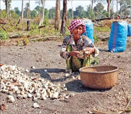  ?? HENG CHIVOAN ?? A woman collects cassava at an ELC in Kratie’s Snuol district .