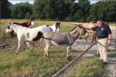  ?? The Sentinel-Record/Richard Rasmussen ?? MAKING FRIENDS: Sgt. Chris Lackey, director of Hot Springs Animal Services, pets a donkey Friday that’s up for adoption. The former owner forfeited the donkey and six horses after the filing of criminal charges alleging she failed to properly care for them.