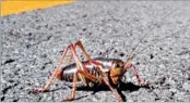  ?? ANDY BARRON/AP ?? When Mormon cricket swarms cross roads, they can make the pavement as slick as ice.