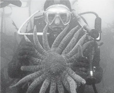  ?? SCOTT GROTH/AP ?? A diver holds a sunflower sea star in waters off the Oregon coast. A wasting disease is thought to have killed over 5.75 billion of the sea stars.