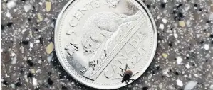  ?? ?? A tick on a nickel. CONTRIBUTE­D