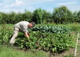  ??  ?? Picking greens at An Garraí Glas farm, near Inverin.