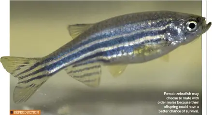  ??  ?? Female zebrafish may choose to mate with older males because their offspring could have a better chance of survival.
