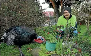  ?? EMELYN MCHARDY/STUFF ?? Terry the turkey comes to visit Rebekah Hoto-Taylor every day.