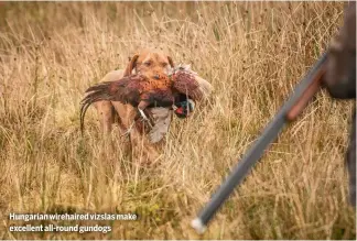  ?? ?? Hungarian wirehaired vizslas make excellent all-round gundogs