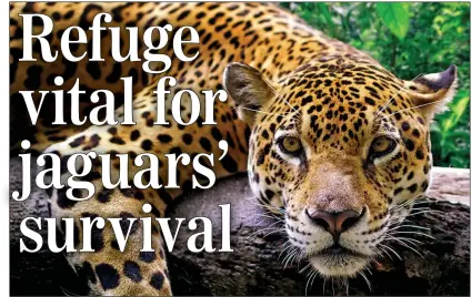  ??  ?? CLAWING ITS WAY BACK: Countries will now have to work together to save the endangered jaguar