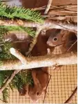 ?? Foto: Eichhörnch­en Schutz ?? Fast wie Zwillinge: das Pärchen Olivio und Eika.