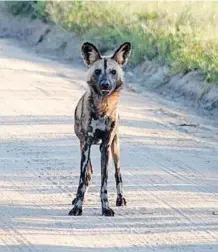  ?? ?? PORTRAIT POSE: The curiosity of this African Wild Dog gave Queen Manyike the opportunit­y to shoot this split-second portrait.