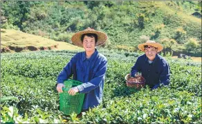  ?? PHOTOS PROVIDED TO CHINA DAILY ?? Two Chinese farmers pick tea leaves. Adama serves local farmers with its innovative agricultur­al technology and advanced crop protection solutions, which help them to invest less and harvest more.