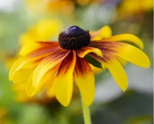  ??  ?? SUNSHINE YELLOW DAISIES (LEFT) ARE ONE OF THE TRUE JOYS OF HIGH SUMMER. THE PETALS OF THIS CONEFLOWER Rudbeckia ‘RUSTIC DWARF’ ARE BRUSHED WITH BURGUNDY. EQUALLY CHEERING IS YELLOW Rudbeckia fulgida VAR. deamii, KNOWN AS BLACK-EYED SUSAN ON ACCOUNT OF ITS PROMINENT DARK CENTRE. BOTH WILL FLOWER FREELY FROM AUGUST TO OCTOBER