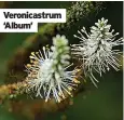  ?? ?? Veronicast­rum ‘Album’
Beach daisy