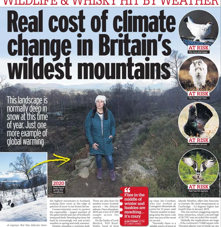  ??  ?? 2020 Nada found spring-like conditions
AT RISK The rock ptarmigan
AT RISK The mountain hare
AT RISK Capercaill­ie grouse
AT RISK Rain has hit ospreys