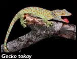  ??  ?? Gecko tokay