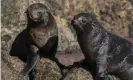  ?? Photograph: mflores/ Avitrek ?? South American fur seals make their home on Guafo island.