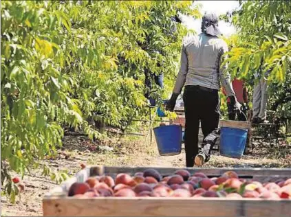  ?? Fabian Simón ?? Un temporero inmigrante recoge fruta en la comarca de Cinca (Huesca) el pasado mes de junio