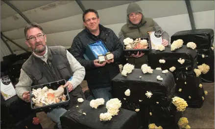  ??  ?? Fancy Fungi proprietor, Nikk George, Tanner, Hill, Walshestow­n, Killinick (centre) with staff members Paul Mooney and Glynn Casey.