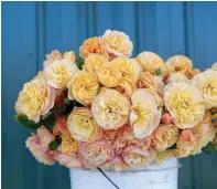  ?? ?? This image provided by Proven Winners shows a bunch of cut Flavorette Honey-apricot roses in a pail. (Proven Winners via AP)