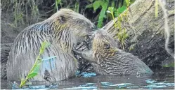  ??  ?? Sepa came under fire for refusing to enter into the debate over beavers and the harm they are causing the environmen­t.