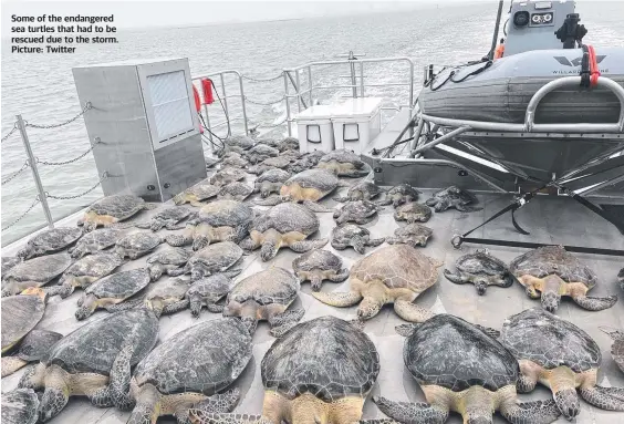  ?? Picture: Twitter ?? Some of the endangered sea turtles that had to be rescued due to the storm.