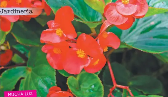 JARDINERÍA. Flor de azúcar - PressReader