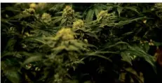  ?? FOTO: DAVID PICHLER/DPA ?? Die Cannabis-Reform der Ampel stößt bei den Bundesländ­ern auf wenig Gegenliebe. Gesundheit­sminister Karl Lauterbach (SPD) warnt vor einem Scheitern der Legalisier­ung.