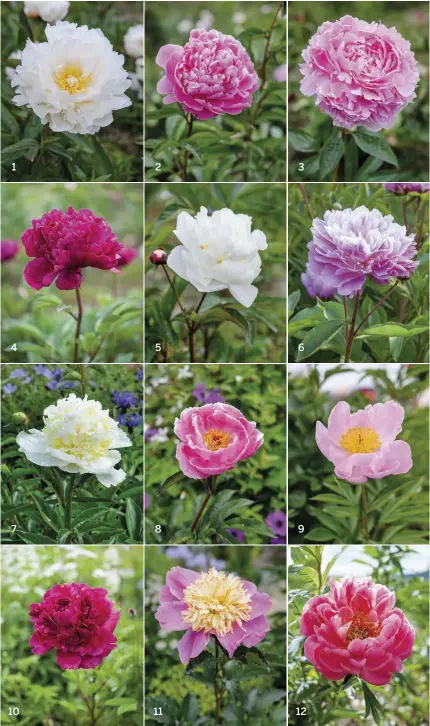  ??  ?? Turn the page for more key peonies 1 2 3 4 5 6 7 8 9 10 11 12