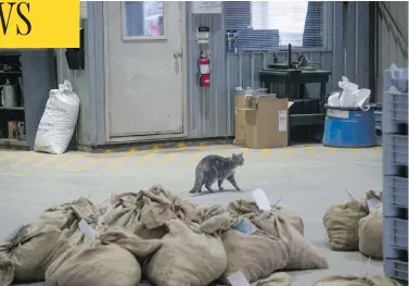  ?? TYLER ANDERSON / NATIONAL POST ?? Sammy, a cat that hunts rodents at the Ontario Tree Seed plant in Angus, Ont., will be out of work soon.