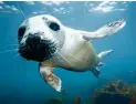  ??  ?? INQUISITIV­E: An Atlantic grey seal in waters off the Scilly Isles