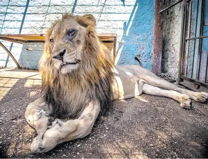  ?? Picture: Four Paws ?? FACE OF NEGLECT. Lenci the lion, with a severe eye infection, became the face of a mission to rescue animals at the Safari Park Zoo in Fier, Albania.