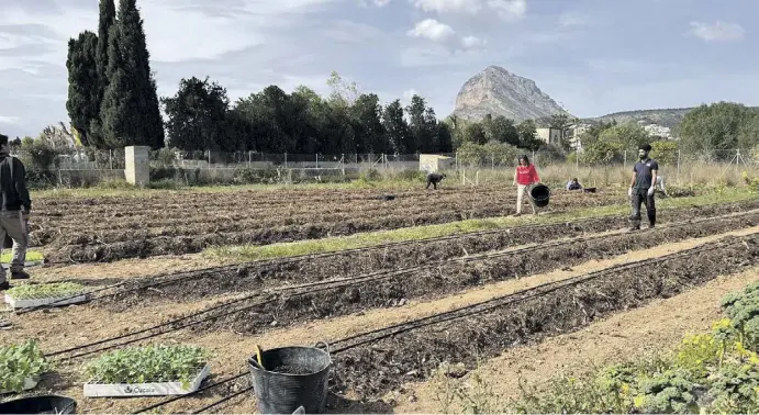  ?? Fotos: Bioxàbia ?? Er schützt, düngt und verbessert den Boden: Mulch ist die Geheimwaff­e des Biobauern.