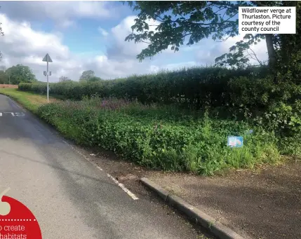  ?? ?? Wildflower verge at Thurlaston. Picture courtesy of the county council