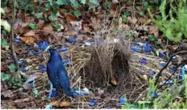  ??  ?? GLORIOUS: The Satin Bowerbird and its bower in the backyard.