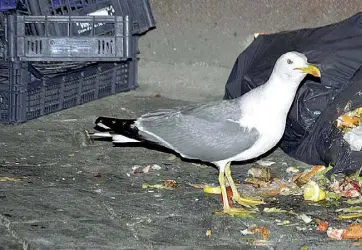  ?? (foto Leone/LaPresse) ?? Al Ghetto Gabbiani vicino ai rifiuti abbandonat­i