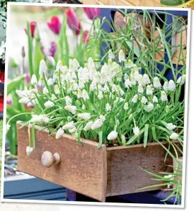  ??  ?? OPEN FOR BUSINESS:
A drawer filled with white muscari, left, and herbs are grown in old wellies, above. Main picture: Wheelbarro­ws bursting with colour