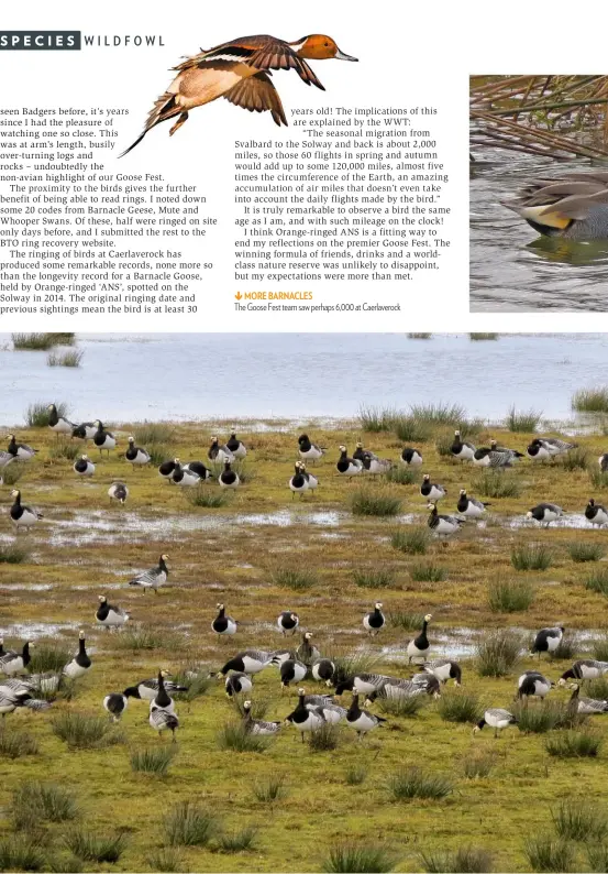  ??  ?? MORE BARNACLEST­he Goose Fest team saw perhaps 6,000 at Caerlavero­ck