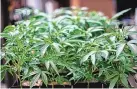  ?? RICHARD VOGEL/ASSOCIATED PRESS ?? Marijuana grows at an indoor cannabis farm in Gardena, Calif.