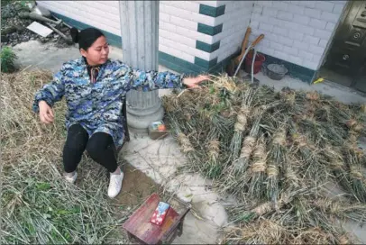  ?? PHOTOS BY FENG YONGBIN / CHINA DAILY ?? A villager in Qichun county, Hubei province, bundles mugwort sticks for burning as a mosquito repellent.