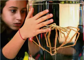  ??  ?? Gut instinct: A youngster looking at a sea spider at the Science Museum in London. — AFP