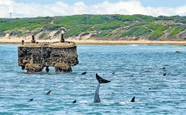  ?? Pictures: LLOYD EDWARDS ?? OCEAN PLAYGROUND: Whales and bottlenose dolphins cavort around the wreckage of the SS Fidela, which ran aground in Algoa Bay in 1873