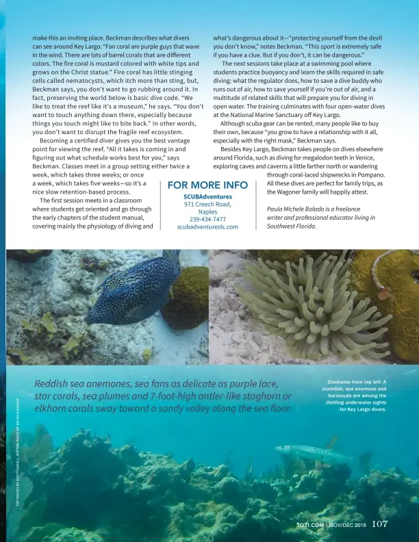  ??  ?? Clockwise from top left: A trunkfish, sea anemone and barracuda are among the thrilling underwater sights for Key Largo divers.