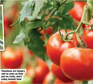  ??  ?? Tomatoes are hungry and as soon as they put on roots, start using tomato feed