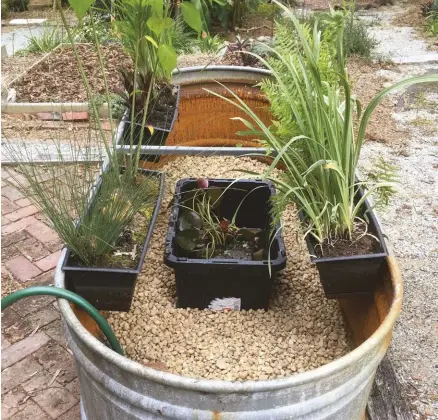  ??  ?? Here’s a set up of a horse trough/ water garden/ rain barrel with a gravel floor; a container for water lily; and window boxes for marginal aquatic plants.