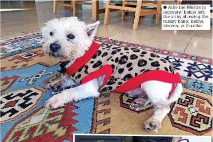  ?? ?? ● Alfie the Westie in recovery; below left, the x-ray showing the turkey bone; below, shaven, with collar