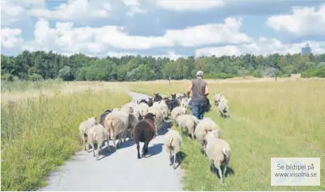  ?? FOTO: ULRICA ANDERSSON ?? UTFLYKT. Genom Igelbäcken­s naturreser­vat gick fåren i en stor flock.