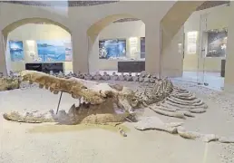  ??  ?? Im Museum von Wadi El-Hitan ist das Skelett eines ausgestorb­enen Ur-Wals zu sehen.