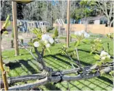  ??  ?? An espaliered pear tree is just starting to bloom.