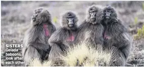  ?? ?? SiSTeRS Gelada baboons look after each other