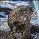  ?? PHOTOS BY ROBIN RIGGS ?? Rescued sea otter pups are among the young animals that make up the Aquarium of the Pacific's “Babies!” exhibition, which opens today.